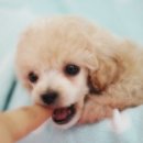 광양동물메디컬센터 이미지