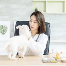 서울든든동물병원 이미지
