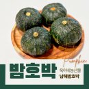 욱이네 농장 | 미니 밤호박 남해 단호박 전자레인지 쪄먹기 좋은 욱이네농산물