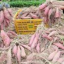 노적산농장 티스토리