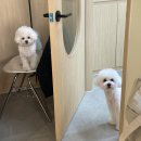 멍풀하우스 이미지