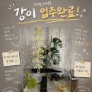 도마뱀 사육장 303045 꾸미기(feat.야야랜드 구매후기)