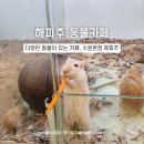 수원 애기돼지 토끼 햄스터 동물카페 &#39;해피주 동물카페 수원본점&#39; 후기 내돈내산