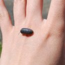 <English egg 2>Potato bug...잼있어 쓰러짐 ㅎㅎㅎ