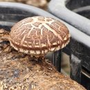 김미자농장 이미지