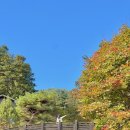잣나무향기 | 경기도 단풍명소 가평 축령산 잣나무 산책길 잣향기푸른숲 코스 주차