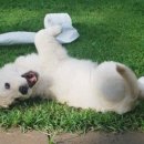 온니애견미용 이미지