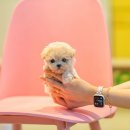 향기펫샵 이미지