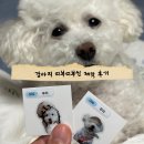 안씨네 전 | 안씨네 ㅣ 강아지 띠부띠부씰 띠부씰 주문제작 후기, 강아지 커스텀 스티커 커스텀 케이스