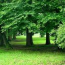 느티나무 그늘아래 평상 이미지