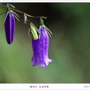금강초롱 이미지