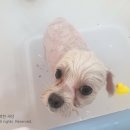 순수하개 이미지