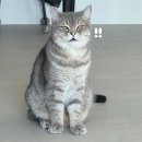 11650-16-31-3 | [Ep.16 31주 차 임당 산모 식단 일기 3 ] 임당 피자, 임당 나물 반찬, 임당 청국장, 임당 낫또