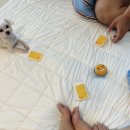 내리담 | 내 돈 내산 강화도 애견 동반 감성 숙소 내리담 후기
