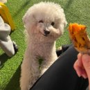 펫타리움 청담점 | 강남애견카페 펫타리움청담 방문 후기 가격 메뉴