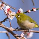 매화나무집 이미지