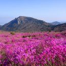 비슬산관광지 이미지