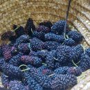 현암농장 이미지