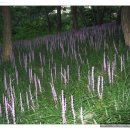 상록 농장 이미지