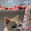 고양이 무마취미용 고미고미 화명점 이미지