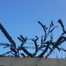 담장예쁜집 이미지