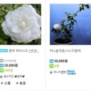 천중농장 네이버블로그