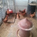 형제농장B 이미지