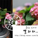 벨리타커피플라워