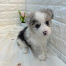 오독안심분양센터 강아지분양 고양이분양 광주점 이미지