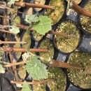 문영식 농장 이미지