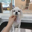 온양애견미용 이미지
