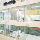 퍼피월드 이미지