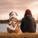 빛이나개 이미지