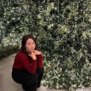 압구정토이스토리 | 즐거운기만나 11월 끝, 12월 시작 일상일기 :: 크리스마스 트리 헌터, 주토피아 굿즈 모으기, 1박 2...