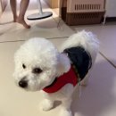 [강아지 한복] 세뱃돈 부르는 '아나조이' 한복 내돈내산 후기 (XL사이즈)