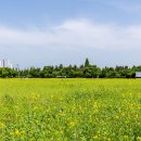 단원구청 유채밭(2026.5.24) 이미지