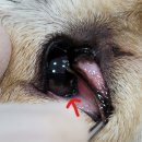 바우동물병원 이미지