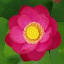 성요셉가정의학과의원 | 제23회 부여서동연꽃축제: 주차장 및 행사정보등 핵심 정리