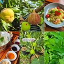 덕인농장 | 경산_카페_무화과집, 찬찬농장, 복숭아 빙수,무화과 빙수 맛집