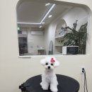 댕요일