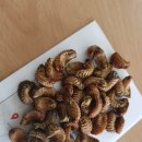 송산바이오팜