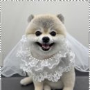 몽이 애견샵 이미지