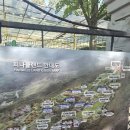 🌸 아산 피나클랜드 후기｜꽃구경부터 알파카 먹이주기까지 완벽한 힐링 코스