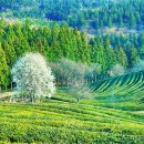 제12회 보성벚꽃축제 보성다향대축제 율포솔밭해수욕장 이미지