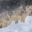 Tree of im 이미지