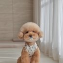 도그유토피아 더펜트 | [ 타우로 콤 ] 강아지 빗질 잘 하는 방법 타우로 초경량 듀얼콤 솔직 후기 푸들 비숑 콤빗 추천