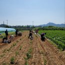 영덕지역자활센터 “희망영농사업단” 2023년 첫 농작물(감자) 수확 및 판매 개시 이미지