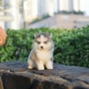 미니펫 강아지분양 고양이분양 수원점 이미지