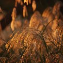 가을노을B 이미지