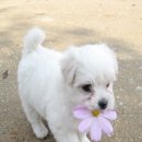 비지엠 이미지